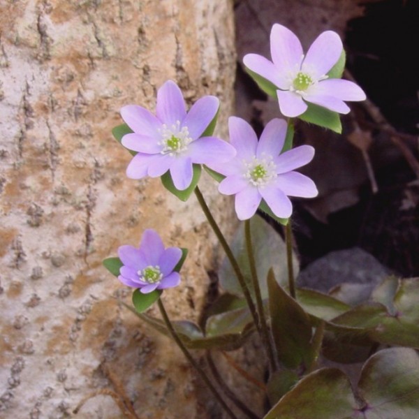 Small purple flowers growing outside