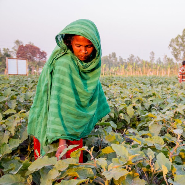 Woman farmer in a field