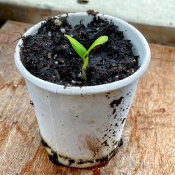A sprout growing out of soil in a paper cup