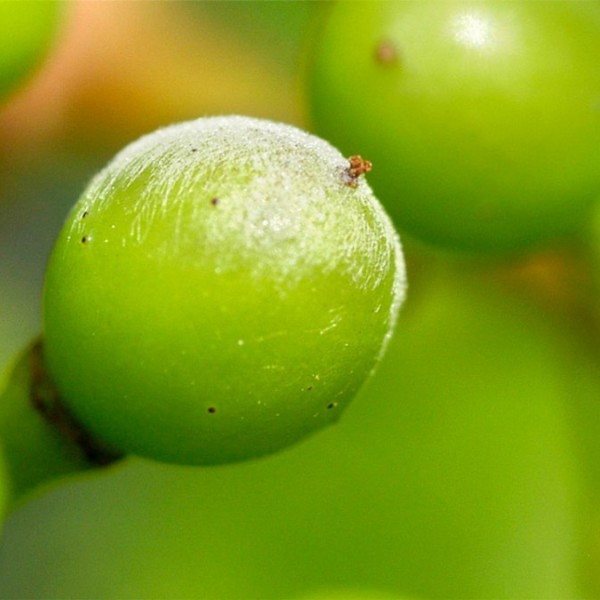 A green grape with a white substance on it 