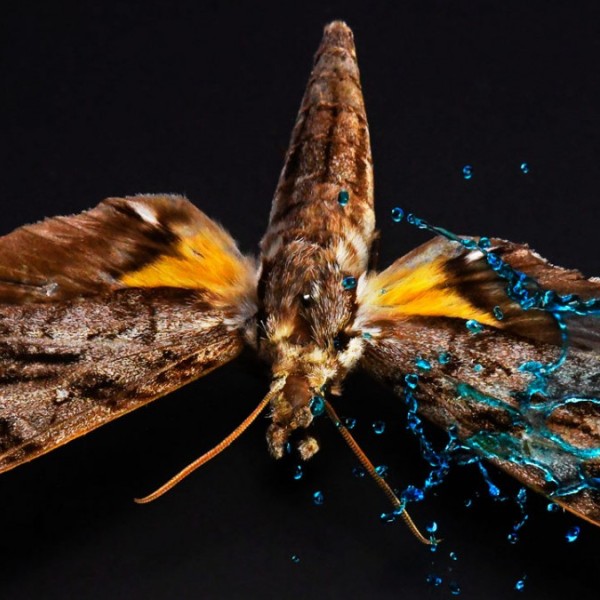 A moth with water splashing off of its wing