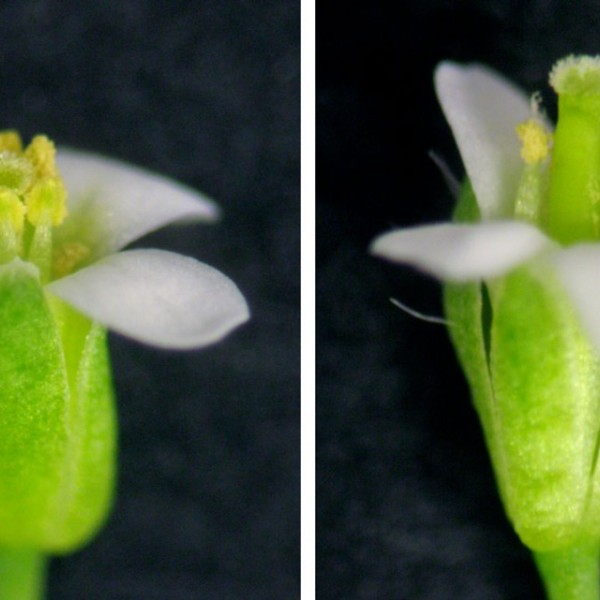 The same flower in two phases of opening 