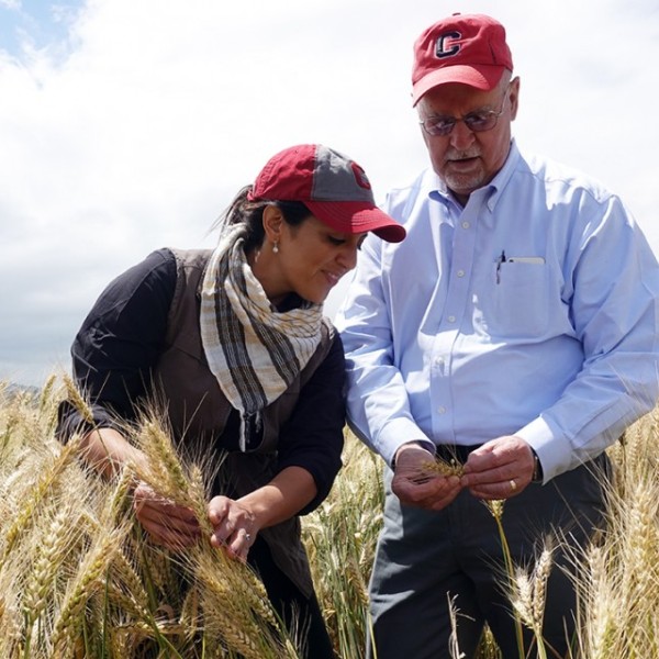 Two scientists inspect plants in wheat field