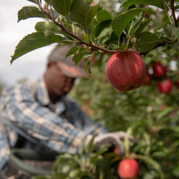man picking apples