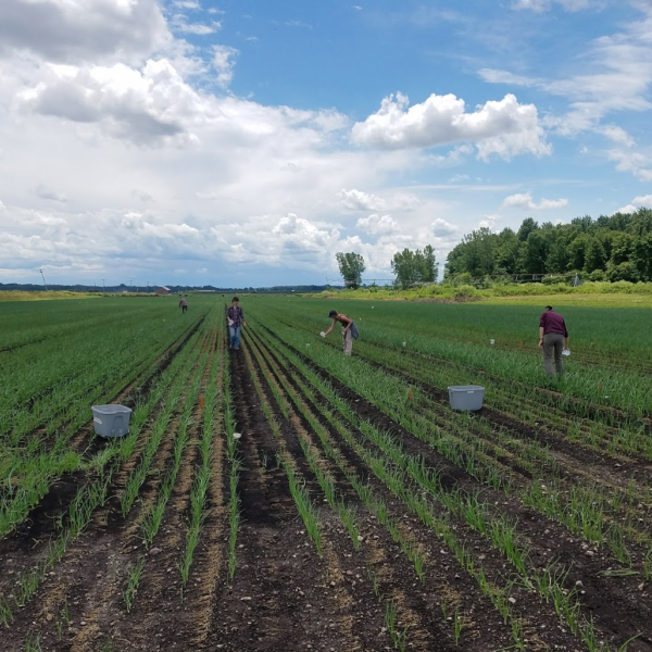 People working outside on a farm