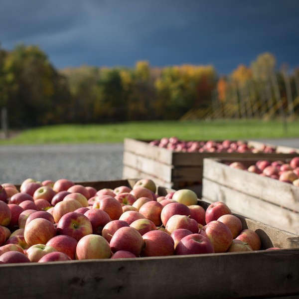 Crates full of apples outside in autumn sunshine