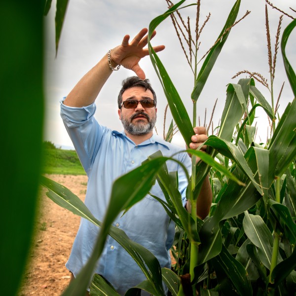 man standing with corn plant
