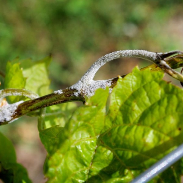 Green leaves with white powder on them