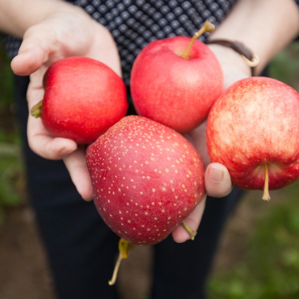 A woman holding apples outside