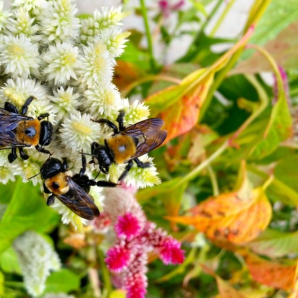 Bees on a flower 