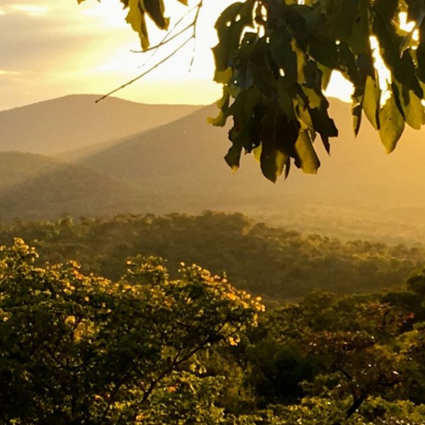 Miombo woodlands near the Lower Zambezi National Park, Zambia