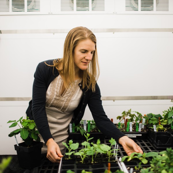 A woman bends over rows of potted seedlings
