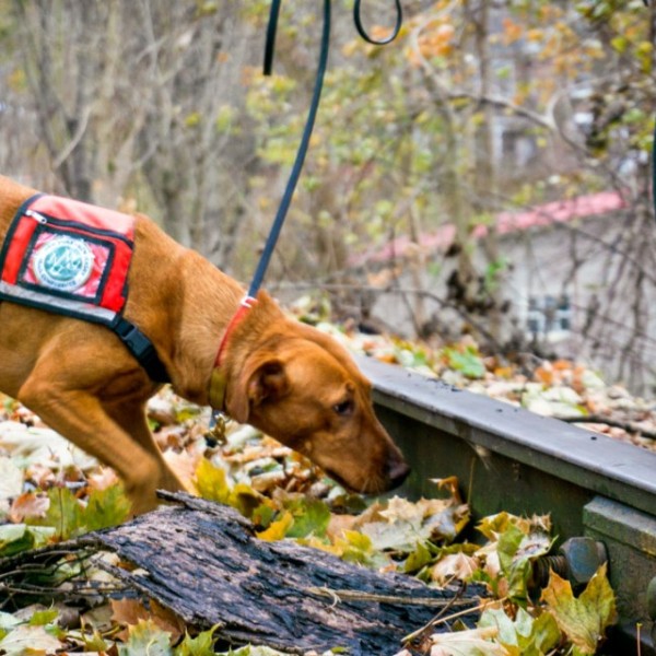 a brown dog sniffing outside