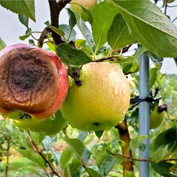 A rotten apple hanging from a tree