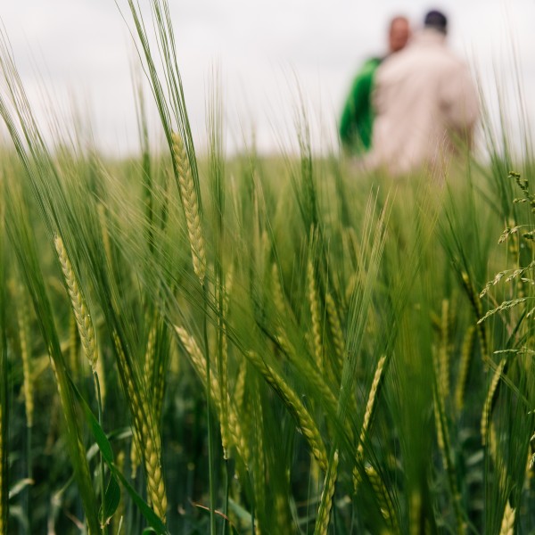 a close up of barley growing in a field with two men in the background