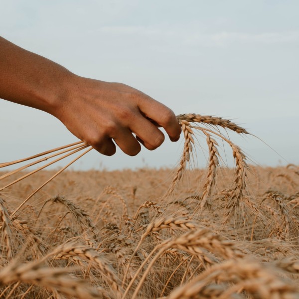 A hand holding grain outside