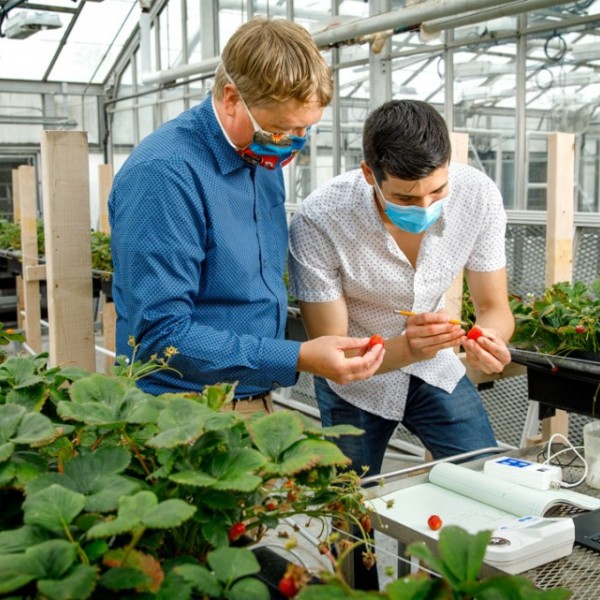 Two men working in a greenhouse 