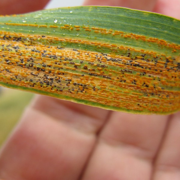 Person holding infected wheat