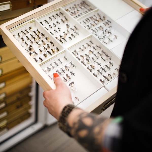A woman holding a box of preserved insects 