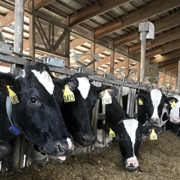 cows at bunk in a dairy barn