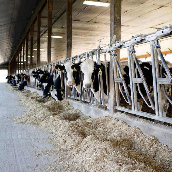 cows in a dairy barn