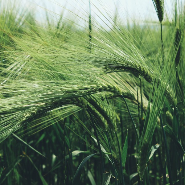Wheat growing in a field