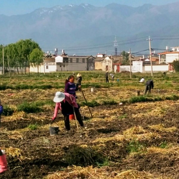 men and women farmers working in a field with houses in the background 