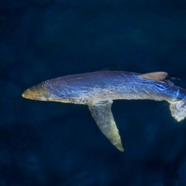 Blue Shark, Prionace glauca.