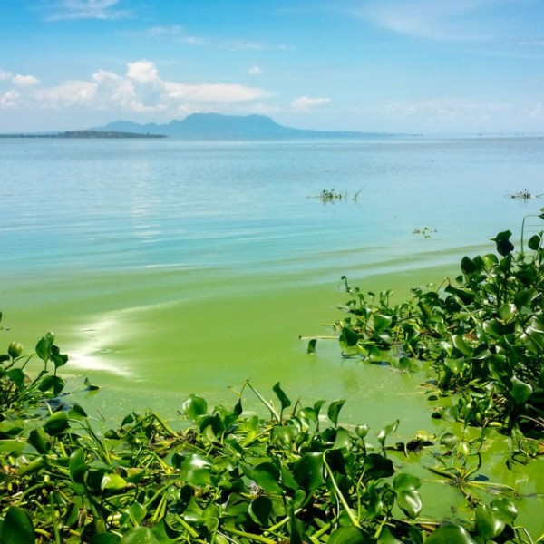 Bright green ocean water surrounded by plants