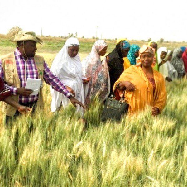 Farmers standing in a wheat field looking at the wheat