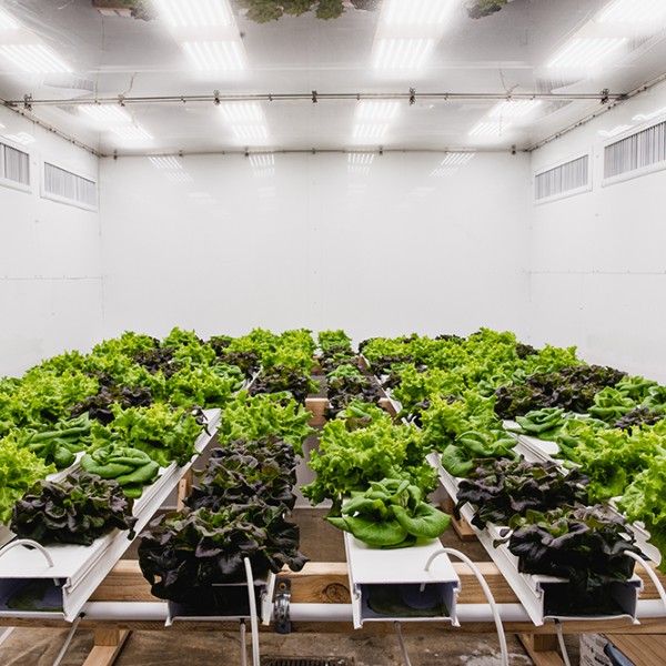 Green plants in a white room