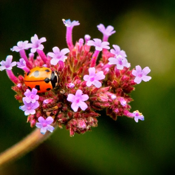 A lady bug on a flower