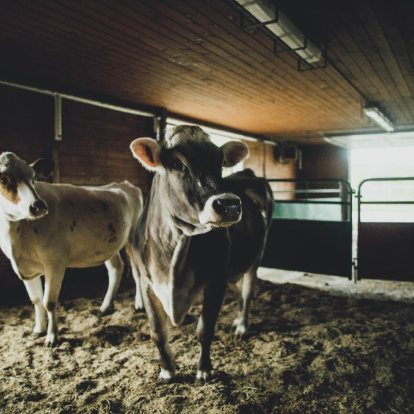 Two cows standing in a barn