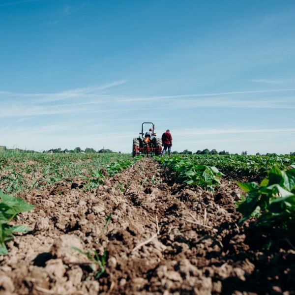 A male stands next to a tractor that is being driven through a field of short crops