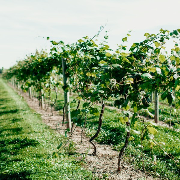 Rows of grape vines in a field at Cornell AgriTech Gates farm.