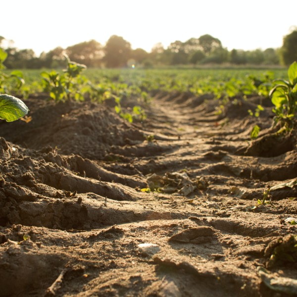 Brown soil and green plants in a field