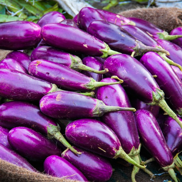 harvested eggplant 