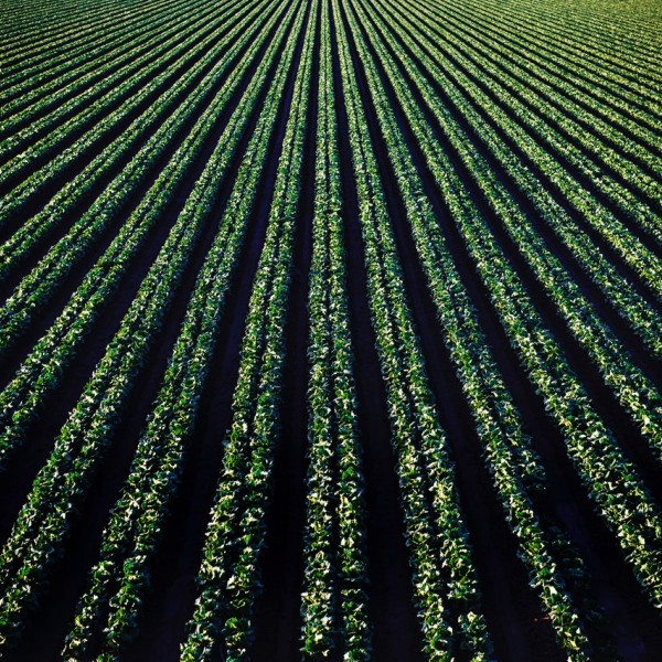 Rows of crops