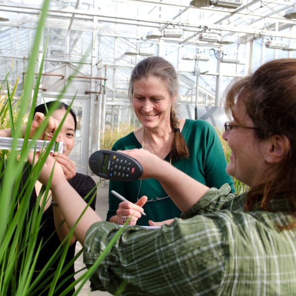 three women looking at rice plants