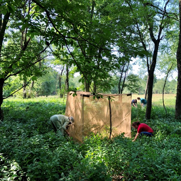 People erecting biocontrol tents in wooded area 