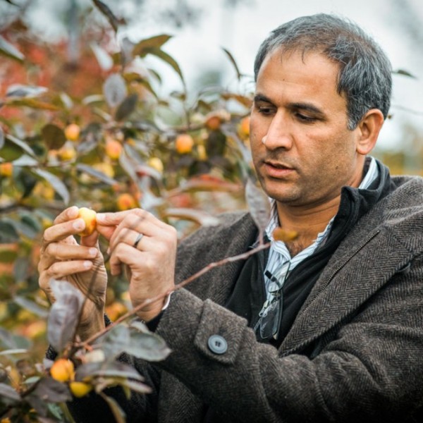 A man inspecting an apple on a branch outside