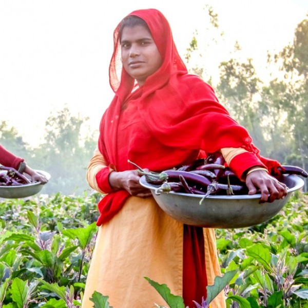 Small-scale farmers harvest eggplant from their fields in Bangladesh in 2018.