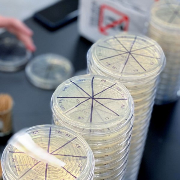 Clear round dishes sitting on a lab bench