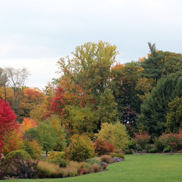 Bioswale at Cornell Botanic Gardens