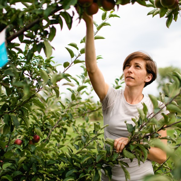 A female reaching for an apple hanging in a tree