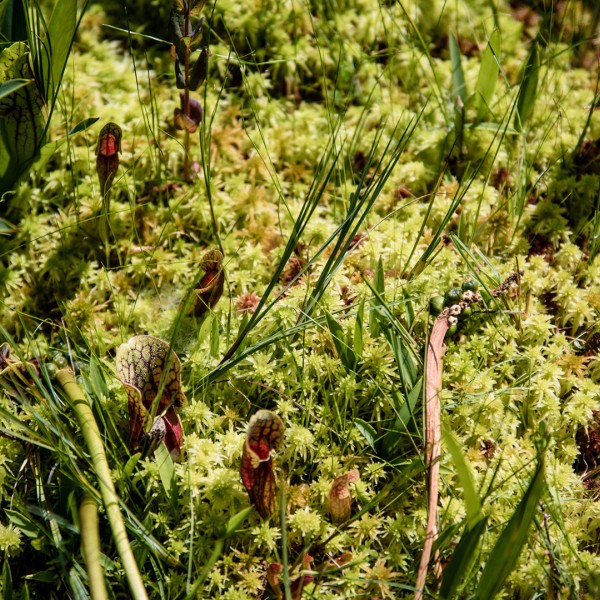Pitcher plants grow in a bog in upstate New York. Photo by Chris Kitchen 