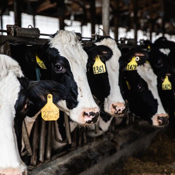 cows in a row in a dairy barn
