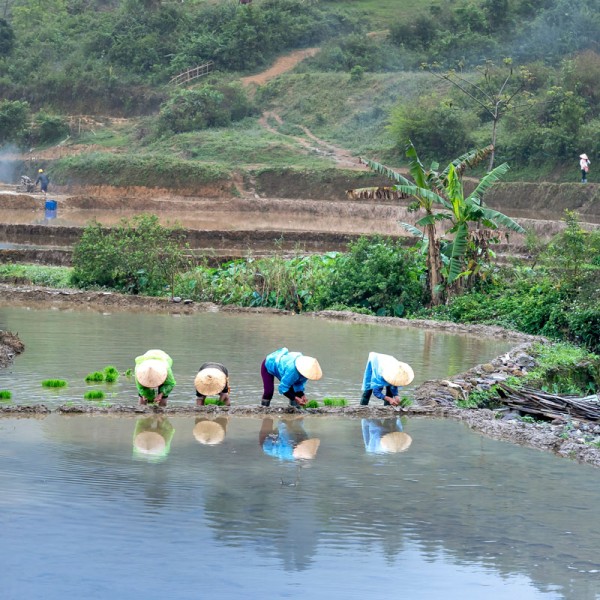 Farmers harvest rice 