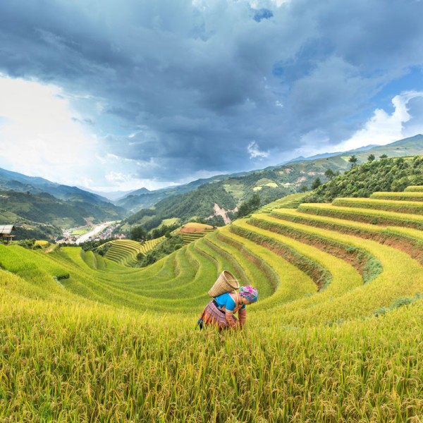 A woman harvests in a valley