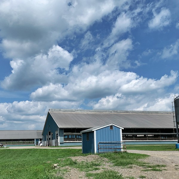 A dairy farm on a summer day